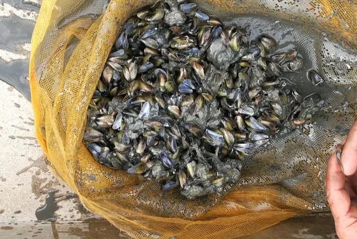疑因偷排污水入海致濠江区凤岗近滩的20万斤薄壳死亡！