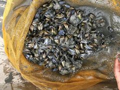 疑因偷排污水入海致濠江区凤岗近滩的20万斤薄壳死亡！