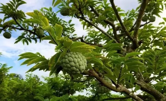 中秋节应节水果：樟林林檎——潮汕特产水果上市了