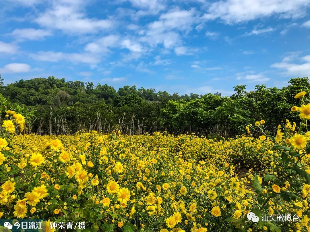 2018汕头濠江东湖菊花赏菊攻略