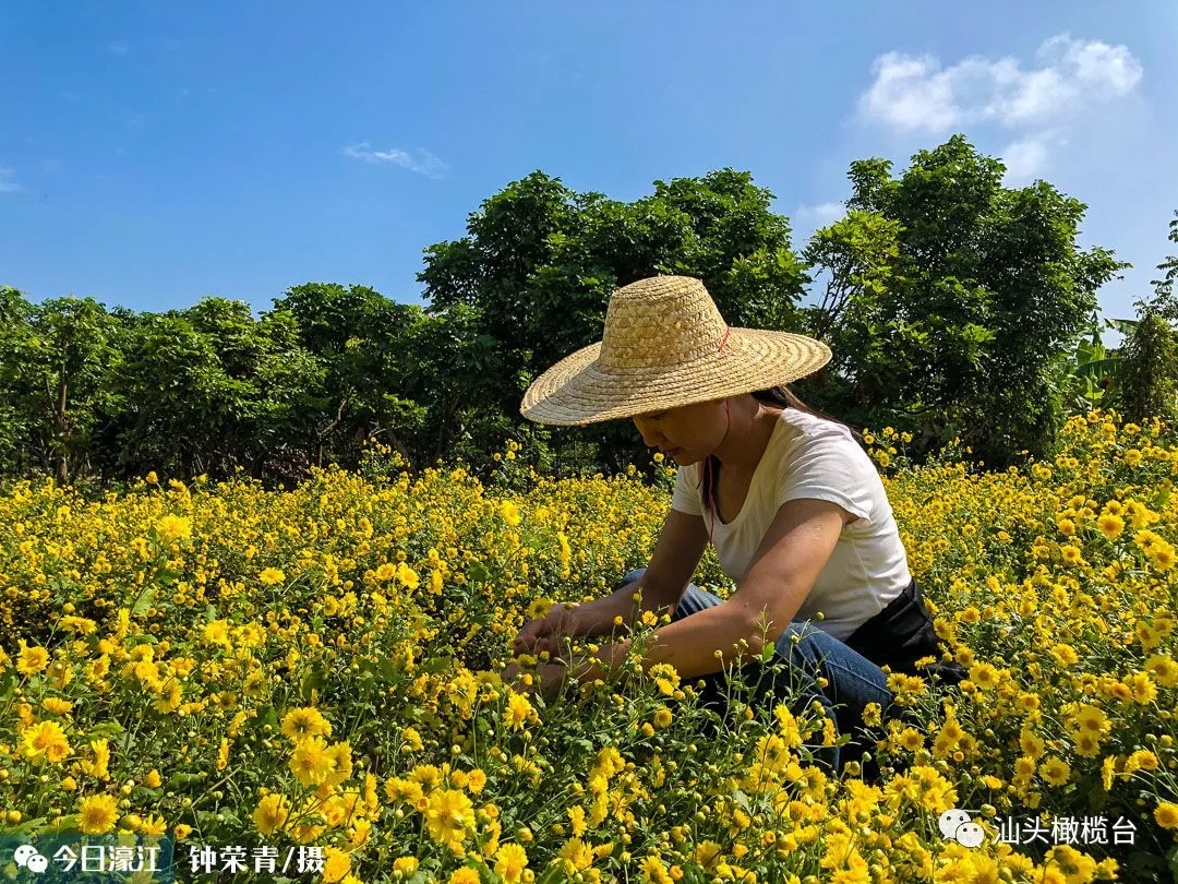 2018汕头濠江东湖菊花赏菊攻略