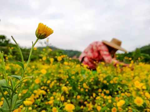 2018汕头濠江东湖菊花赏菊攻略