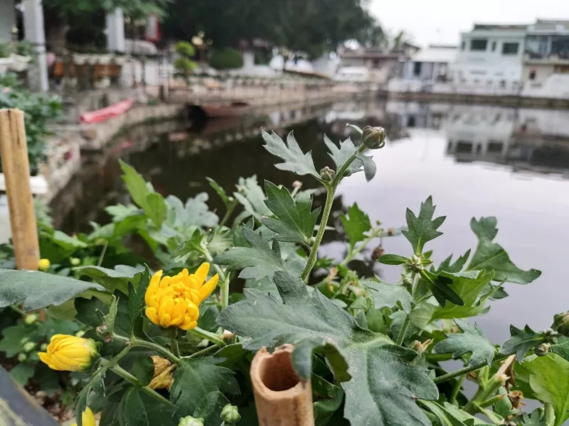 澄海菊池村，古时因花而得名，如今又因名而遍栽菊花。