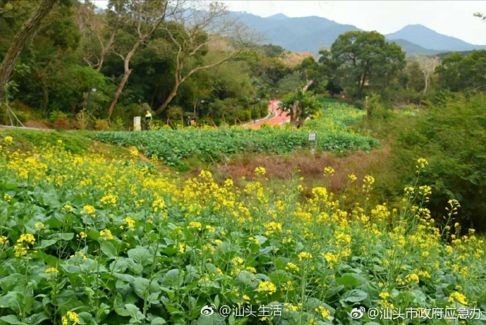 南澳岛北面坑白鹭公园油菜花