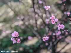 2019年汕头巨峰寺桃花什么时候开