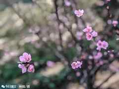 2019年汕头巨峰寺桃花什么时候开