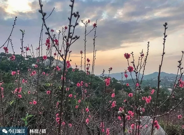 2019年巨峰寺桃花节