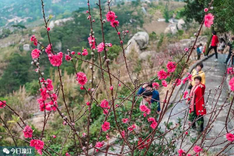 2019巨峰寺桃花展开幕了