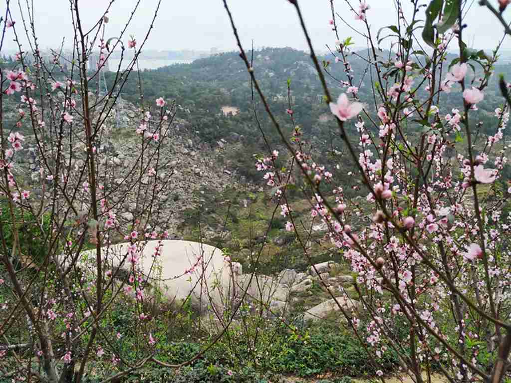 巨峰寺桃花