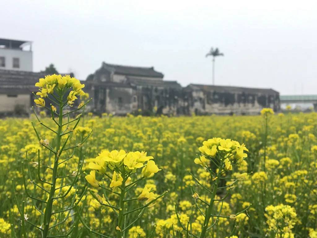 沟南许地油菜花