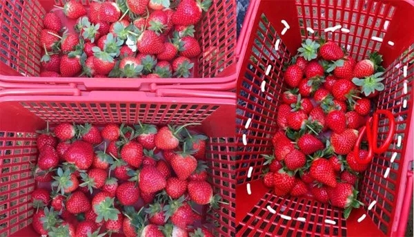 汕头哪里可以摘草莓？