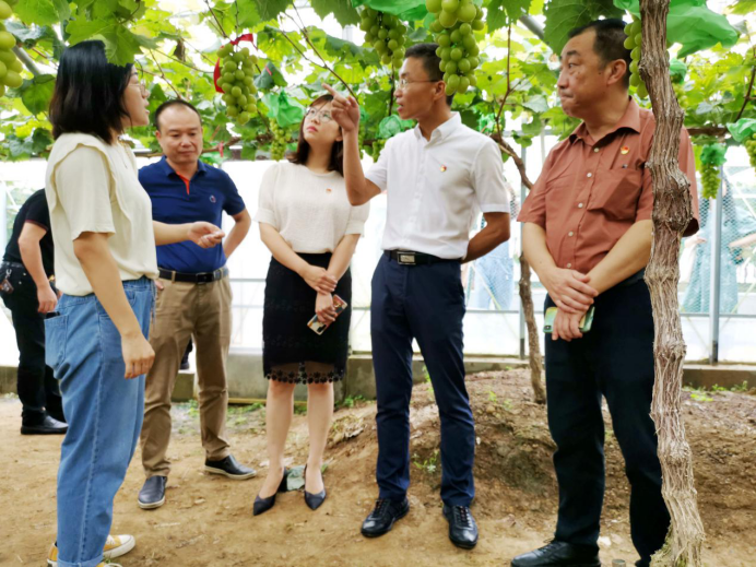 2019澄海首届葡萄文化旅游节在溪南镇金港湾种植基地顺利举办